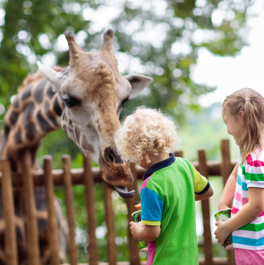 media.Gallery-Safari_Hotel-Nautico-Riccione